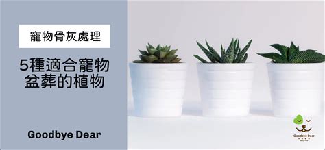 適合盆葬的植物|寵物骨灰處理 ：5種適合寵物盆葬的植物